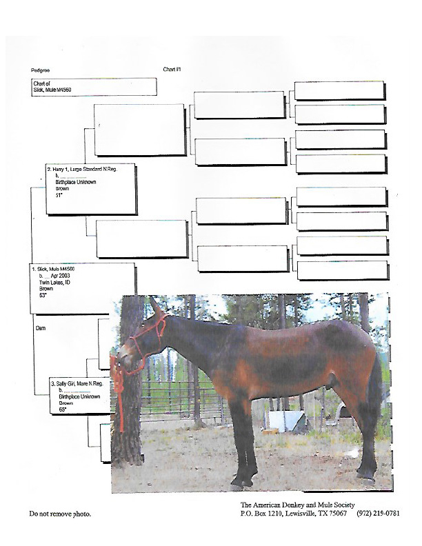 Slick's Pedigree