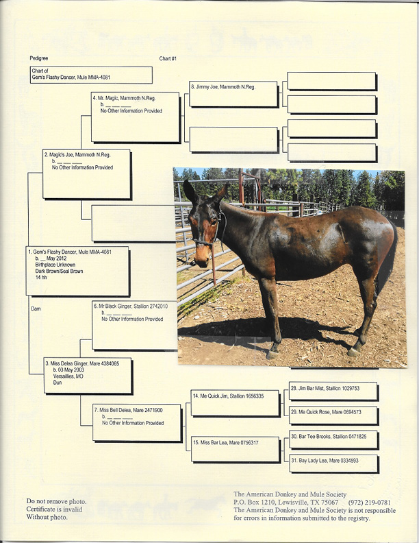 Gem's Flashy Dancer Pedigree