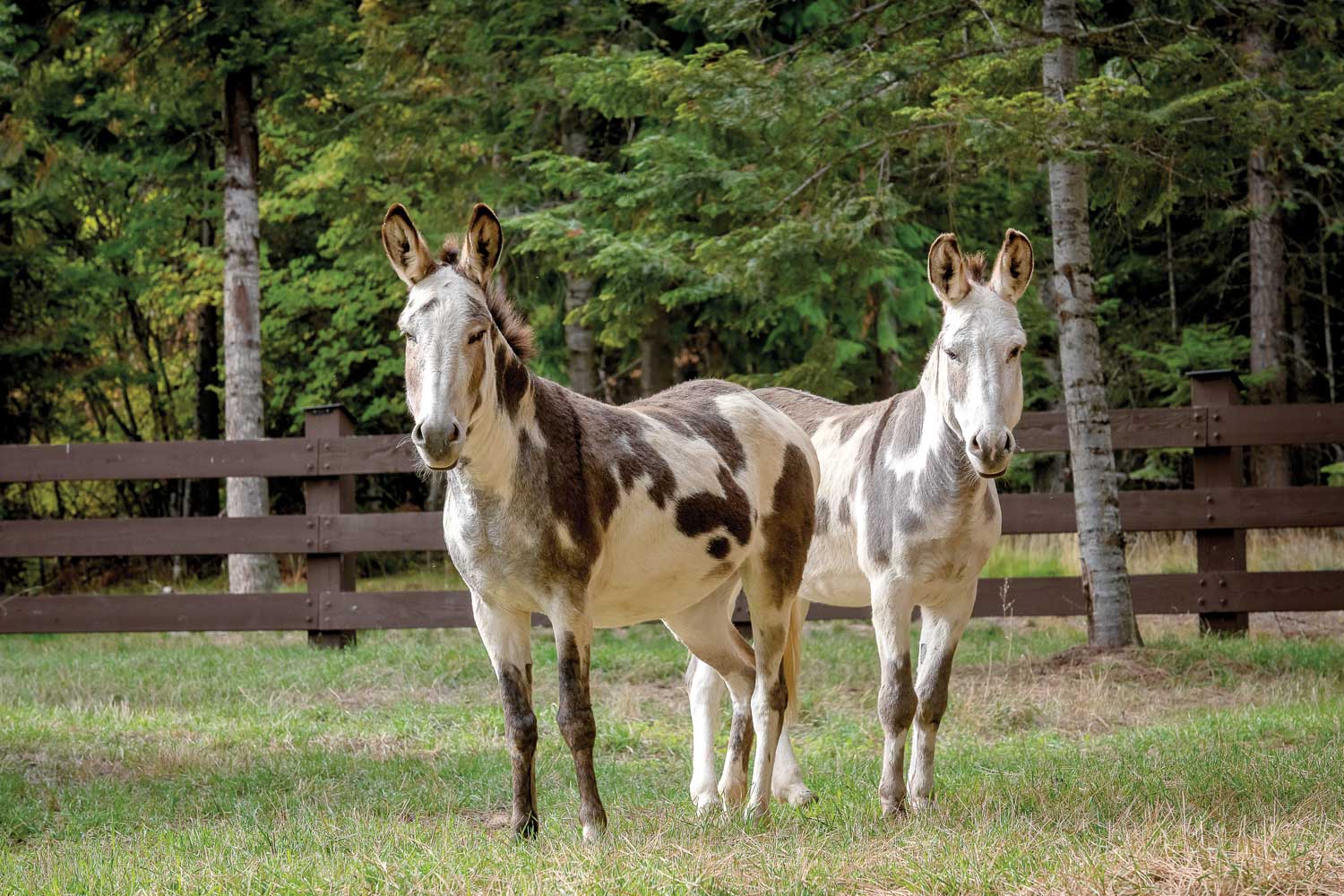 Clyde and Carmaleata