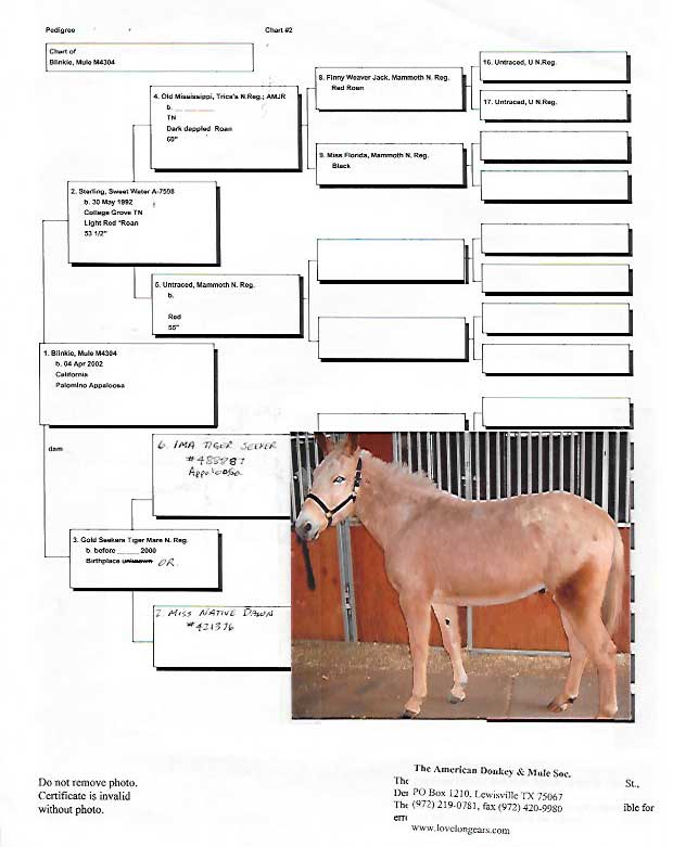 Blinkie Pedigree