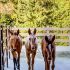 Training Babies 3658