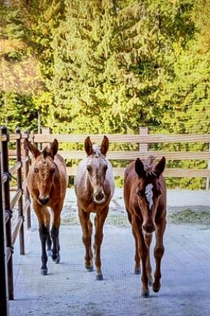 Training Babies 3658