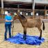 Training Babies 3675